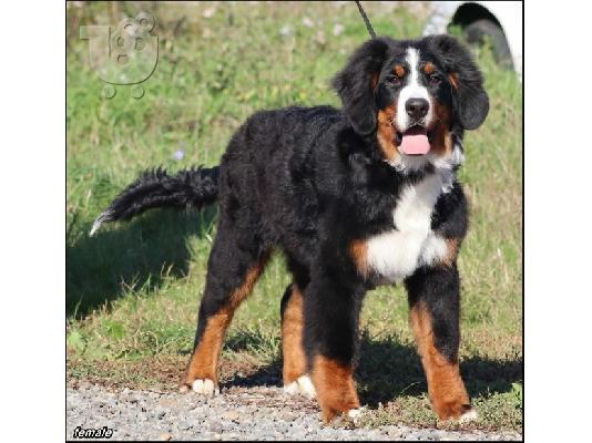 Ορεινός σκύλος Bernese